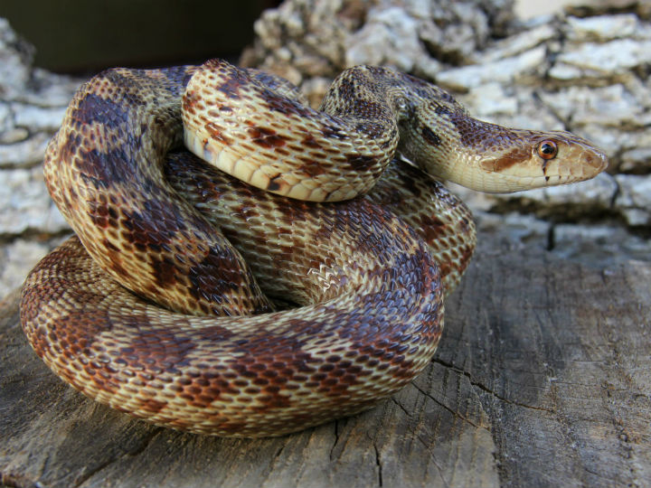 Gopher Snake